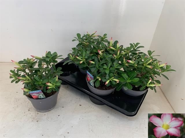 Bild på Adenium Obesum D17 X 4 Ökenros Pinkstar