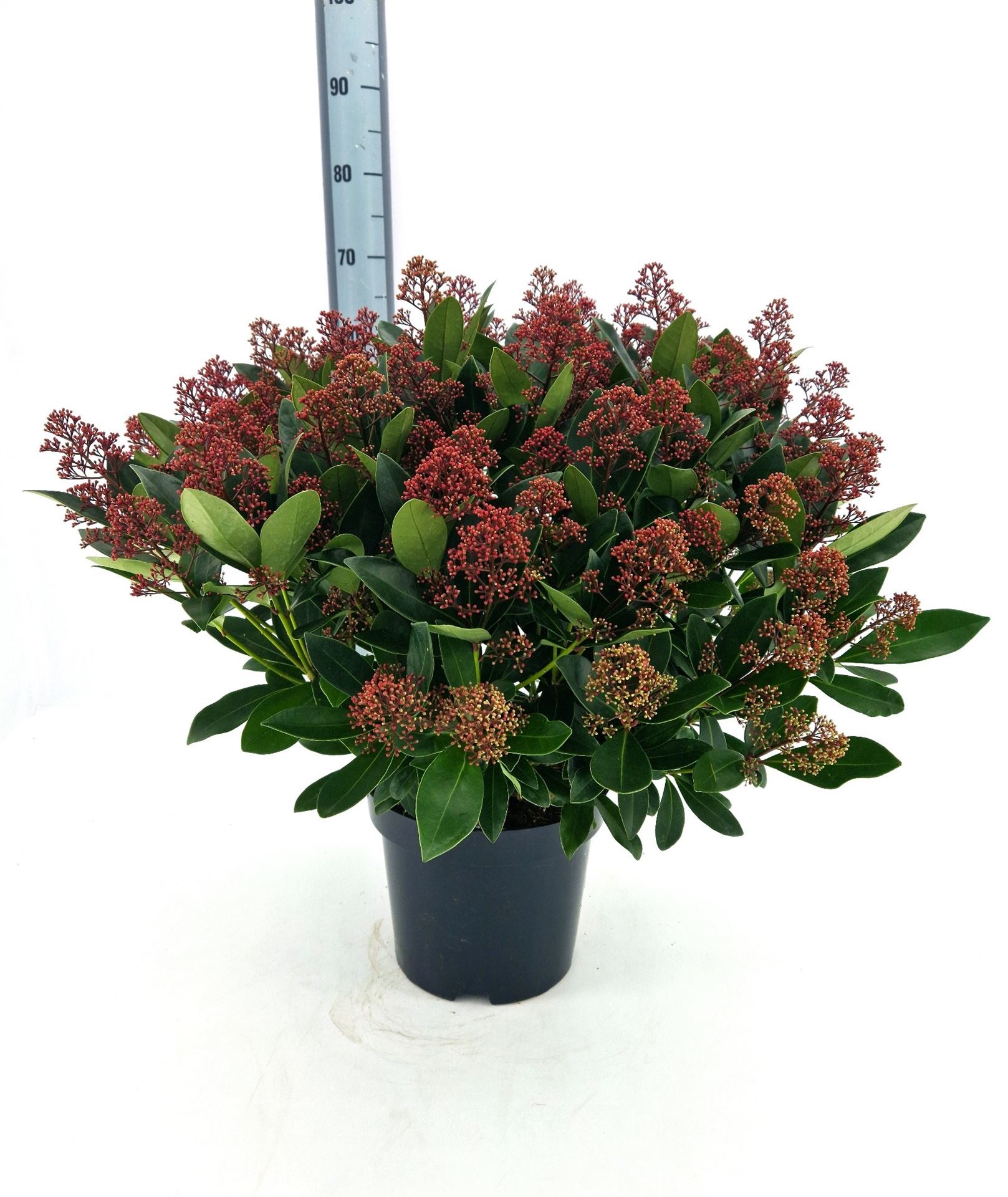 Bild på Skimmia Japonica D26 X 1 Rubella