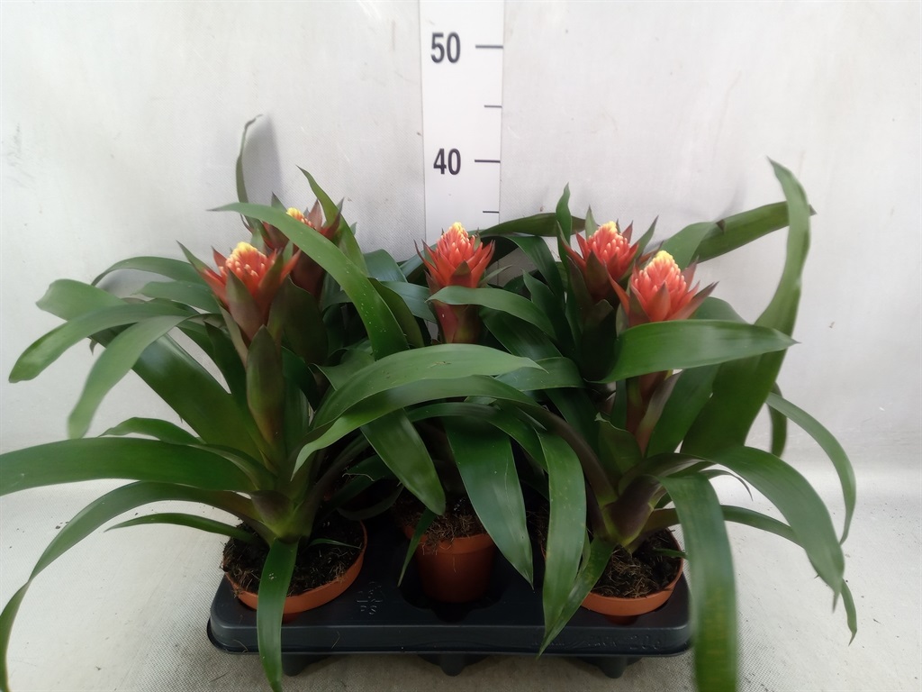 Bild på Guzmania D12 X 5 Punta