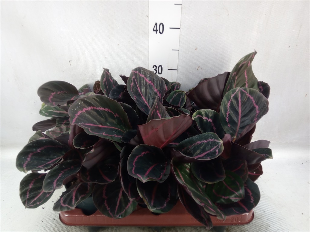 Bild på Calathea D12 X 6 Roseopicta Dottie