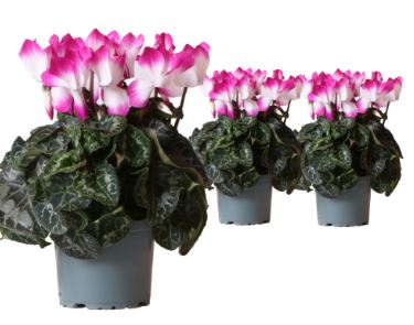 Bild på Cyclamen D12 X 6 Skalleberg Indiaka Violett