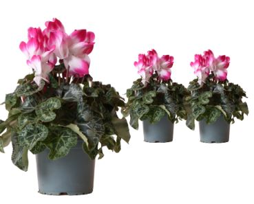 Bild på Cyclamen D12 X 6 Skalleberg Indiaka Fuchsia