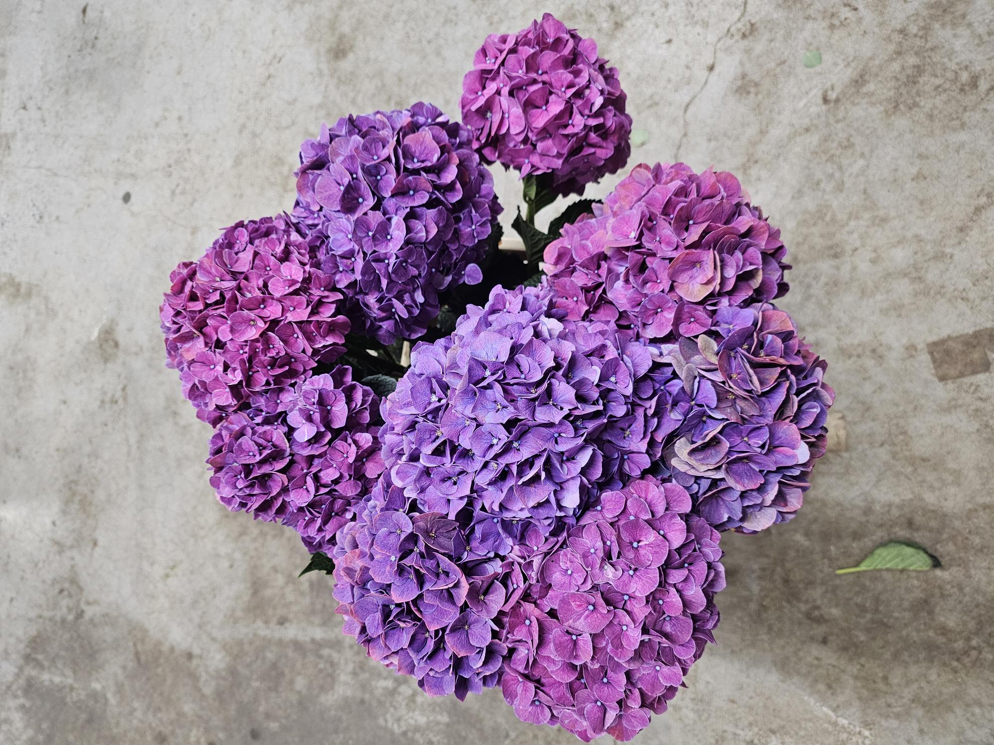 Bild på Hortensia mag ruby aubergine