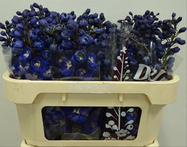 Bild på Delphinium Hybrid Dewi dark blue smile