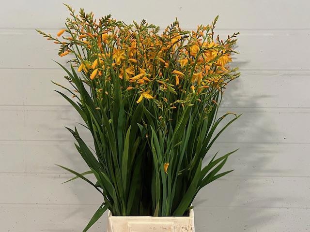 Bild på Crocosmia george davidson