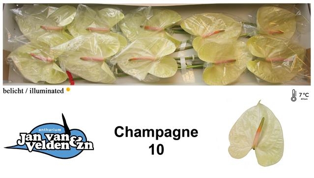 Bild på Anthurium Champagne *10