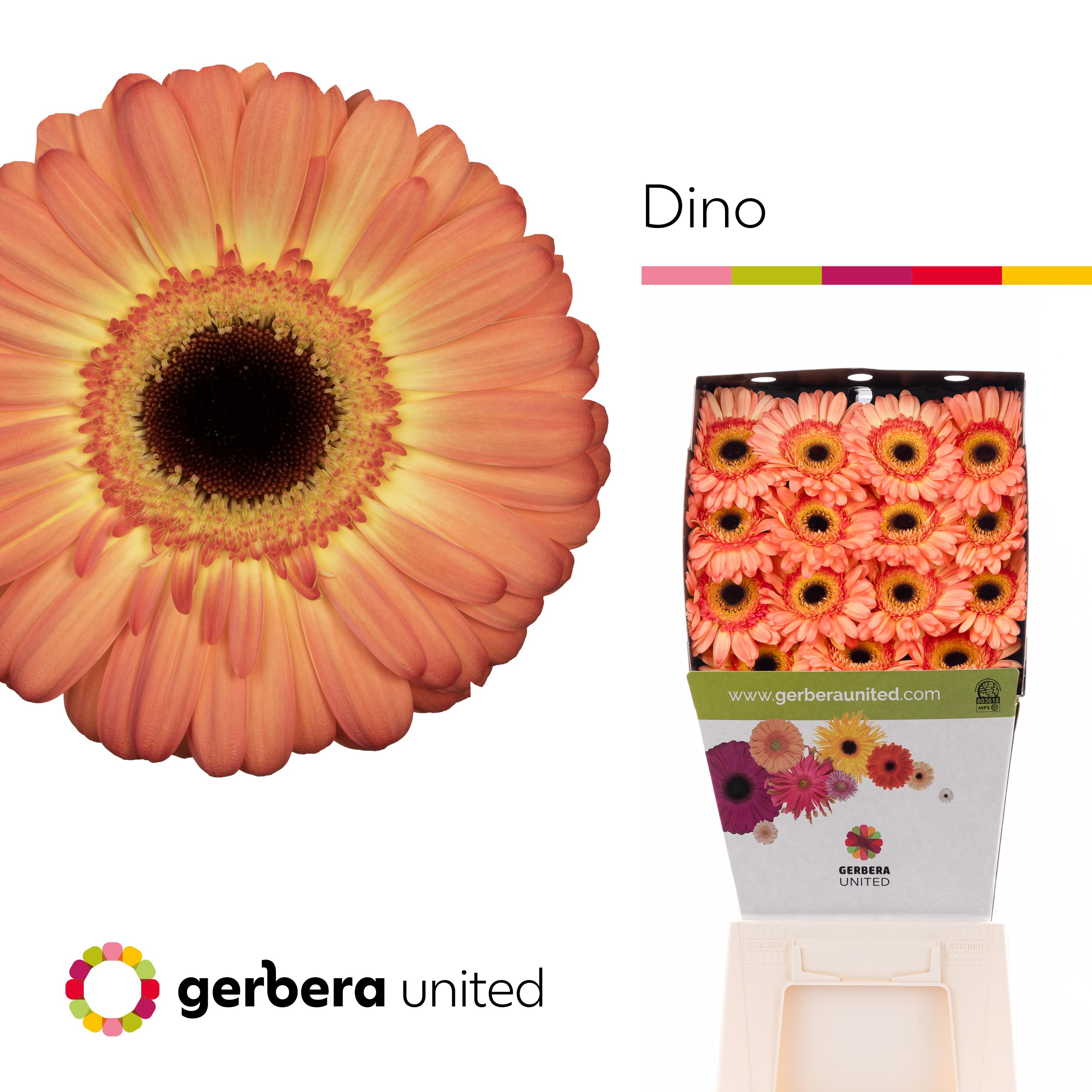 Bild på Gerbera Tennisrack Dino