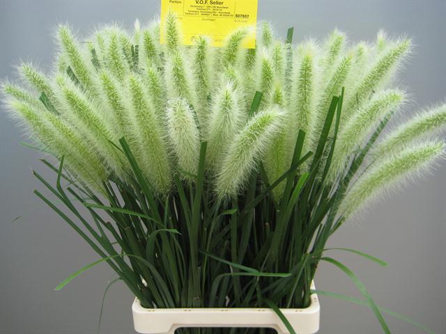 Bild på Pennisetum Blondie