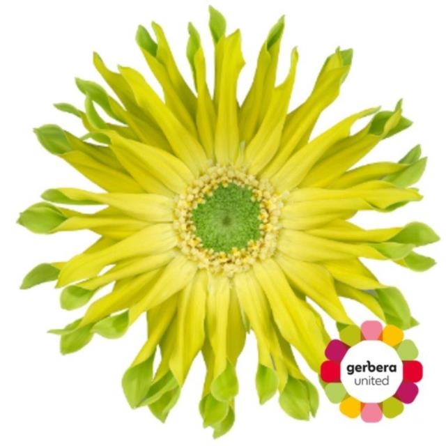 Bild på Gerbera Pastini Pistacchio