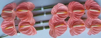 Bild på Anthurium Farao *10