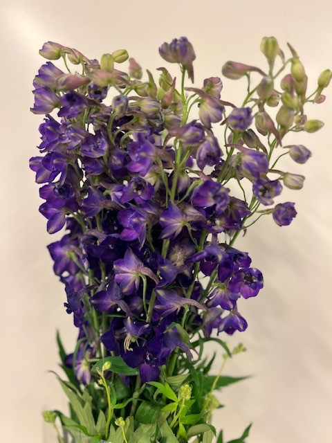 Bild på Delphinium Deldonna Purple