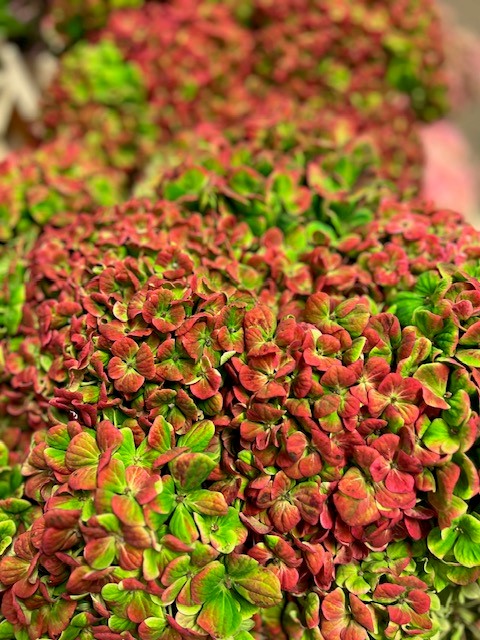 Bild på Hortensia Magical Coral classic