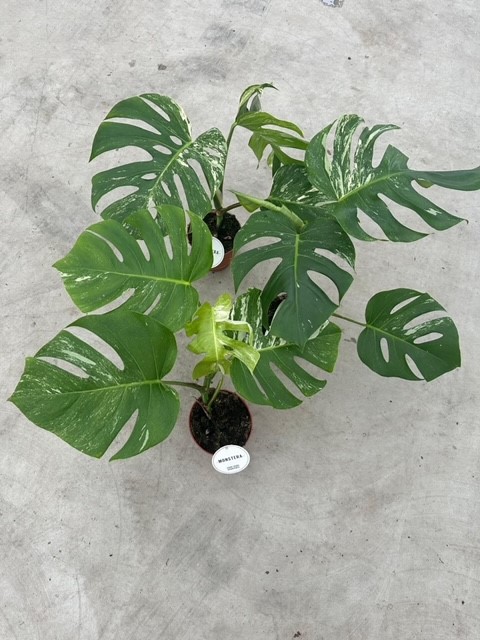 Bild på Monstera Deliciosa D15 X 5 Brokig Variegata