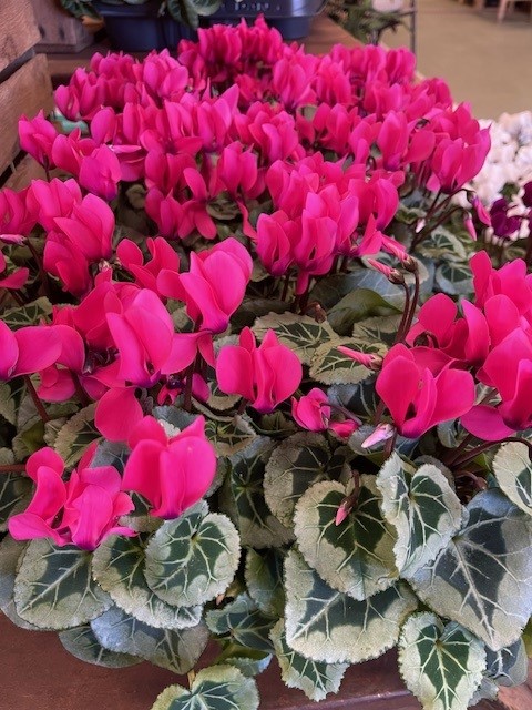 Bild på Cyclamen Mini D10 X 10 Skalleberg