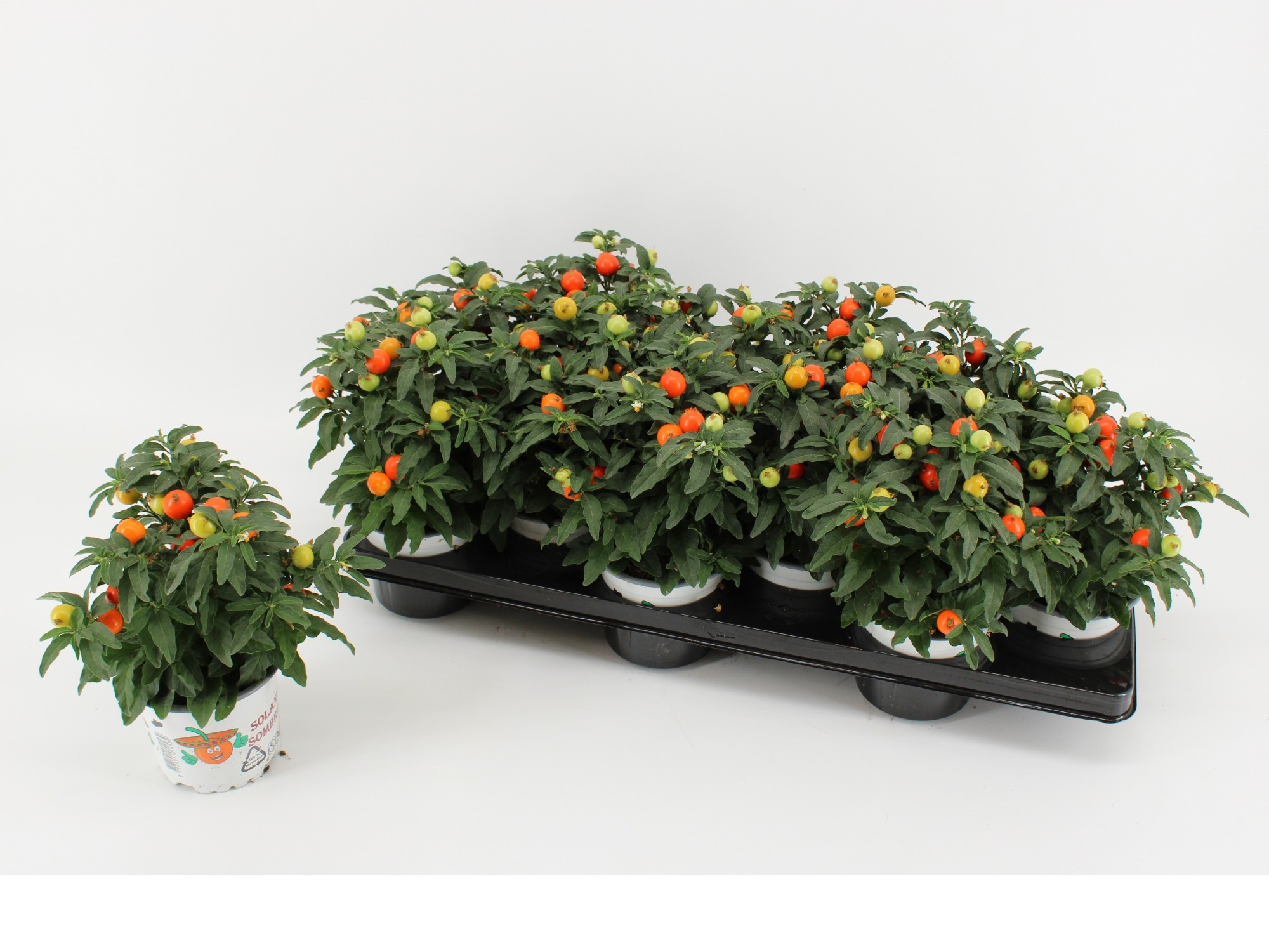 Bild på Solanum Pseudocapsicum D10,5 X 12 Korallbär