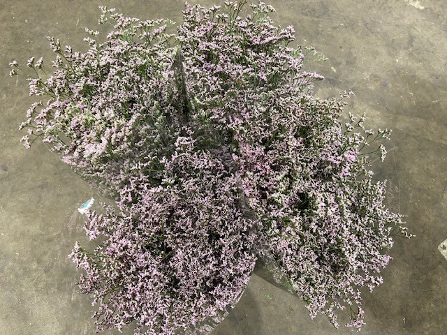 Bild på Limonium Safora Oshi FT *25