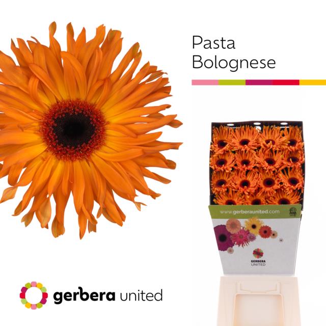 Bild på Gerbera Tennisrack Pasta Bolognese