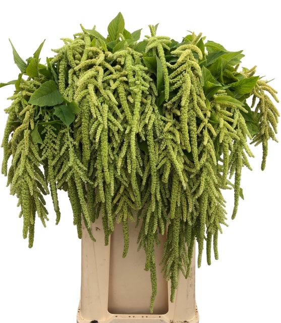 Bild på Amaranthus Green Viridis Hängande