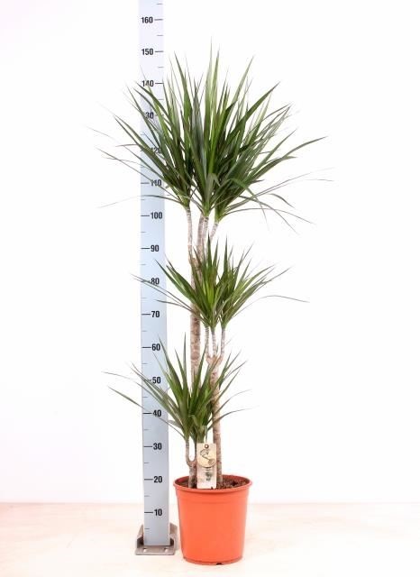 Bild på Dracena Marginata 3 Stam D24 X 2