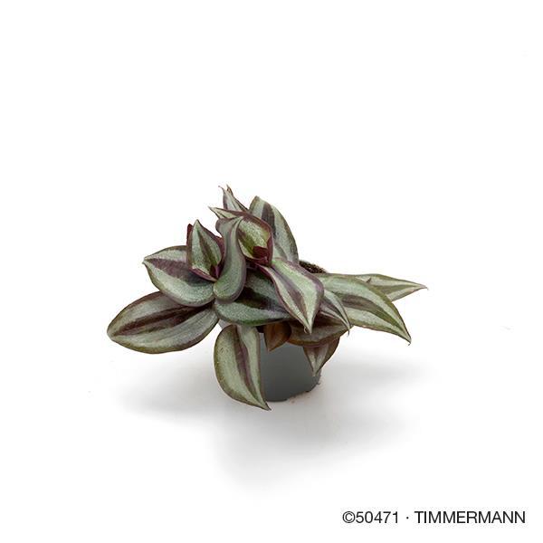 Bild på Tradescantia Zebrina D6 X 12 Mini