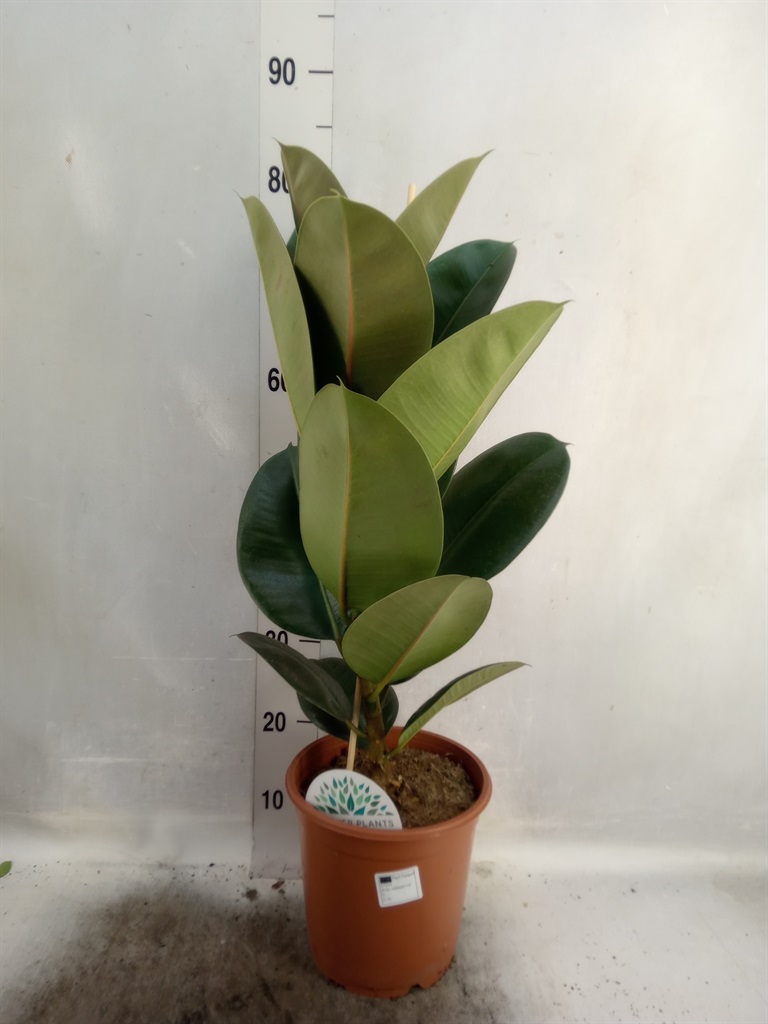 Bild på Ficus Elastica Robusta D21 X 3