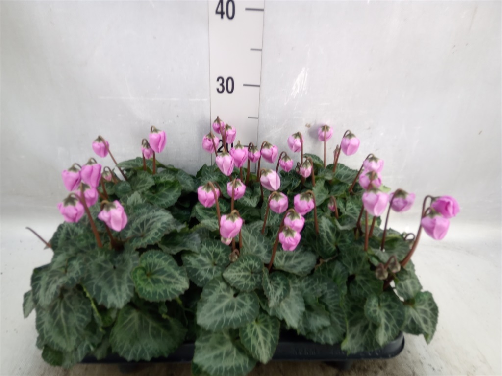 Bild på Cyclamen D10,5 X 6 Windbell Nyhet!