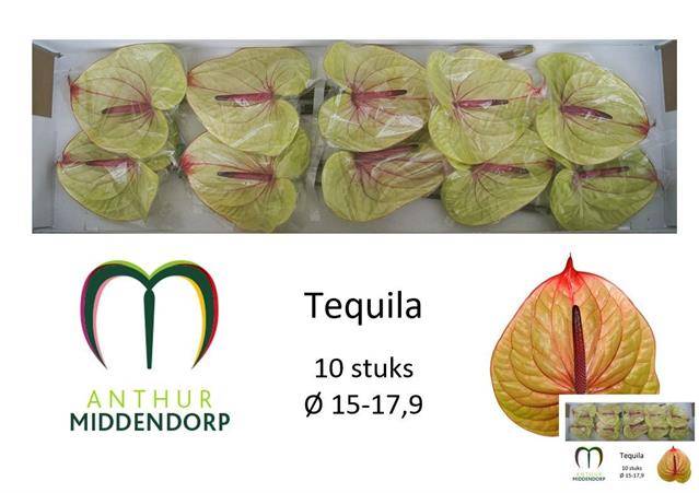 Bild på Anthurium Tequila *10