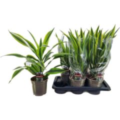 Bild på Dracena D17 X 6 Lemon Lime