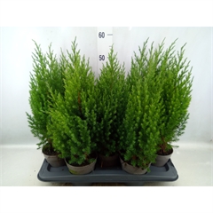 Bild på En Juniperus Stricta D13 X 10