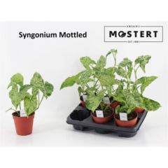 Bild på Syngonium/Gåsfot D12 X 6 Mottled