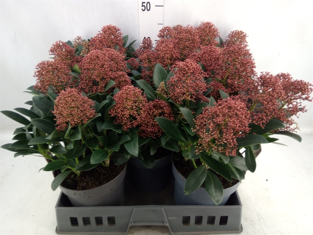 Bild på Skimmia Jap. Rubella D19 X 5