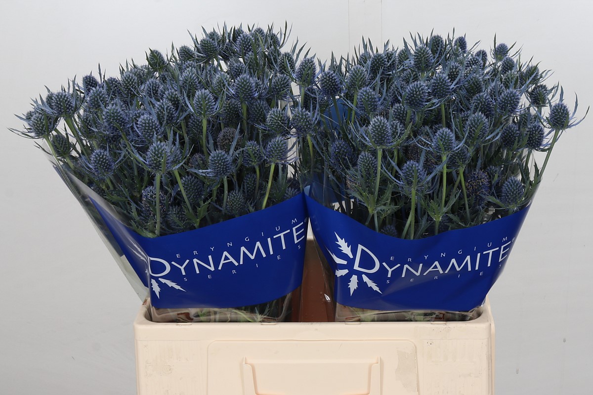 Bild på Eryngium Blue Dynamite