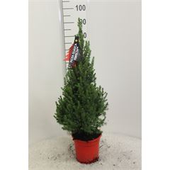 Bild på Picea Glauca Perfecta D21 X 2 Sockertoppsgran