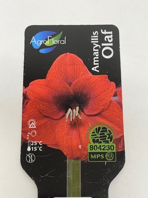 Bild på Amaryllis Jumbo 36/38 D14 X 8 Olaf Skalleberg