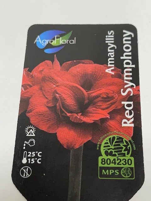 Bild på Amaryllis Jumbo 36/38 D14 X 8 Red Symphony Skalleb