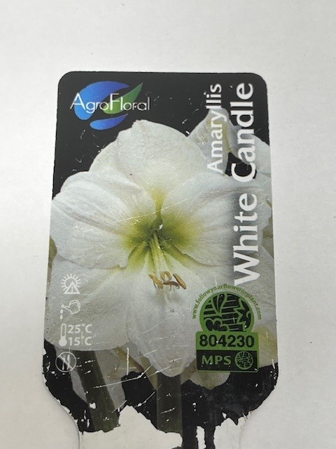 Bild på Amaryllis Jumbo 34/36 D14 X 8 White Candle Skalleb