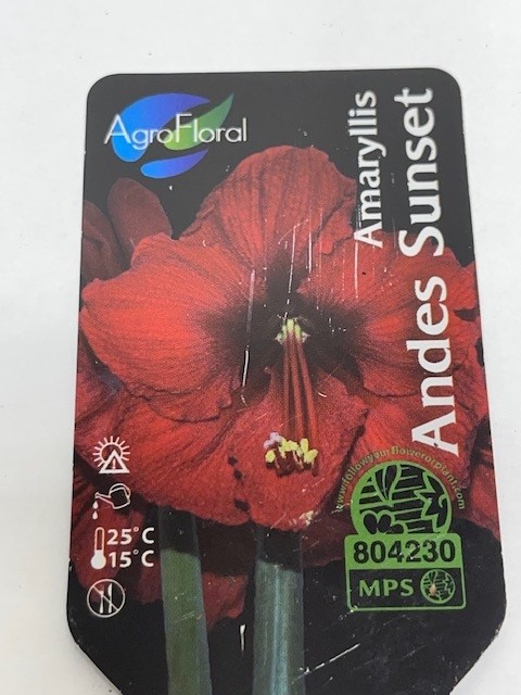 Bild på Amaryllis Jumbo 34/36 D14 X 8 Andes Sunset Skalleb