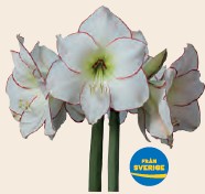 Bild på Krukväxter Amaryllis Exklusiv *8 Picasso