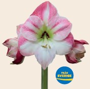 Bild på Krukväxter Amaryllis Exklusiv *8 Rosa/Vit