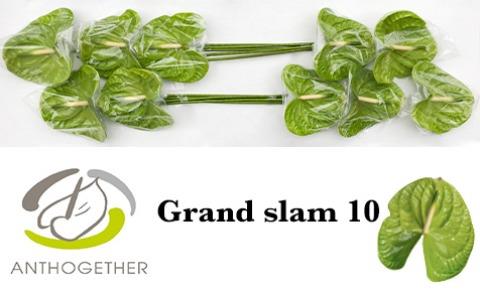 Bild på Anthurium Grand slam *10