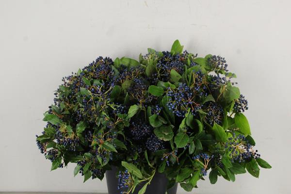 Bild på Viburnum Blueberry Med Blåsvarta Bär /bnt