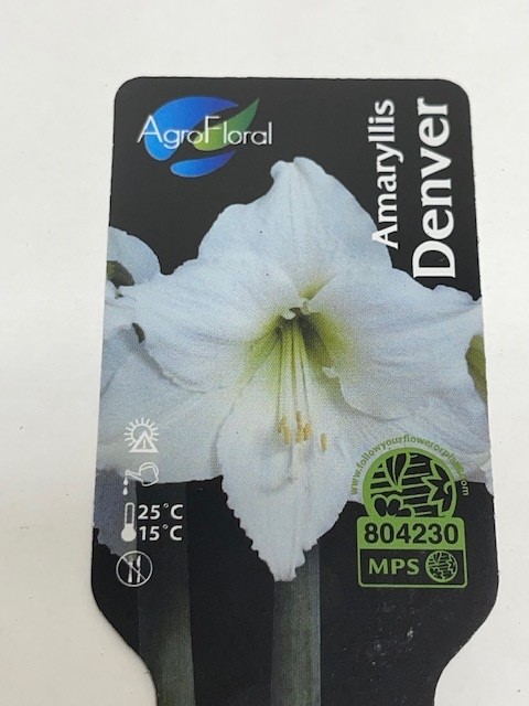 Bild på Amaryllis Jumbo 34/36 D14 X 8 Denver Skalleberg