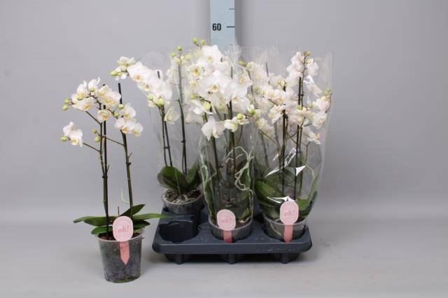 Bild på Phalaenopsis 2Gr D12 X 6 Multi