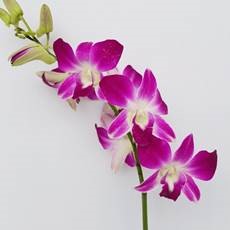 Bild på Dendrobium Sonia bukett 3-pack