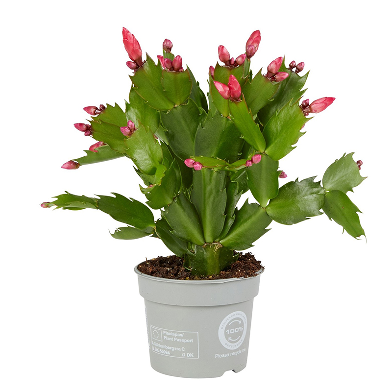 Bild på Schlumbergera D9 X 12 Nov.Cactus