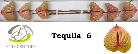 Bild på Anthurium Tequila *6