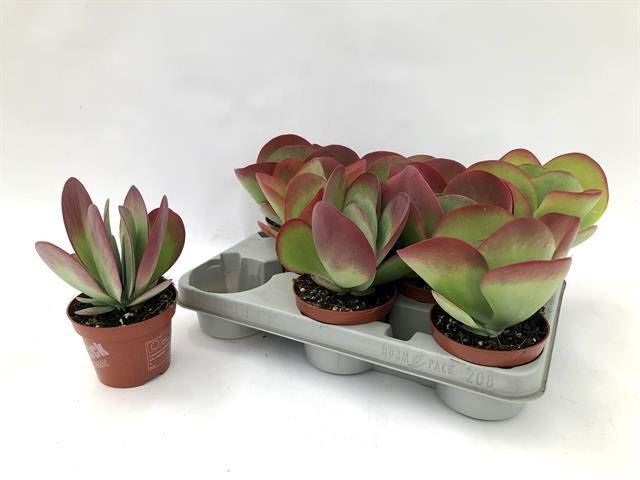 Bild på Kalanchoe Thyrsiflora D10,5 X 8 Red Lips