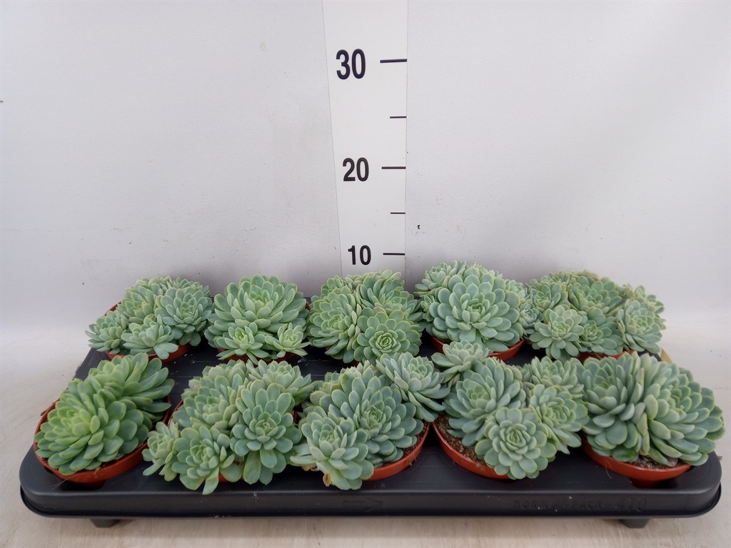 Bild på Echeveria Elegans D10,5 X 10