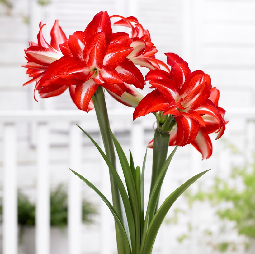 Bild på Amaryllis Jumbo 34/36 D14 X 8 Skalleberg Splash