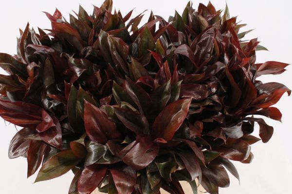 Bild på Cordyline Purple compacta